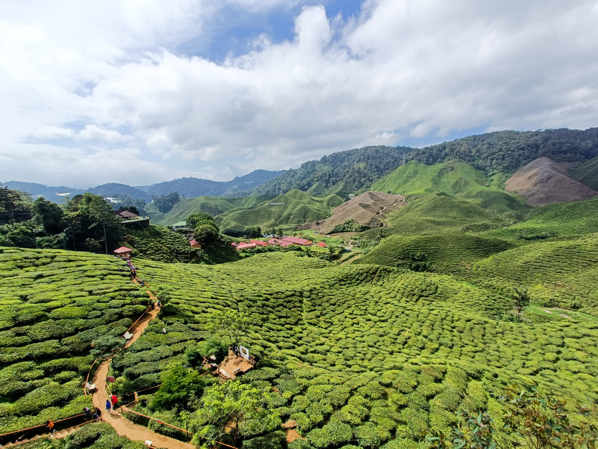 Cameron Highlands tea plantation